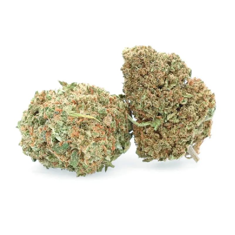 [2368-5251] Fleur Critical Berry