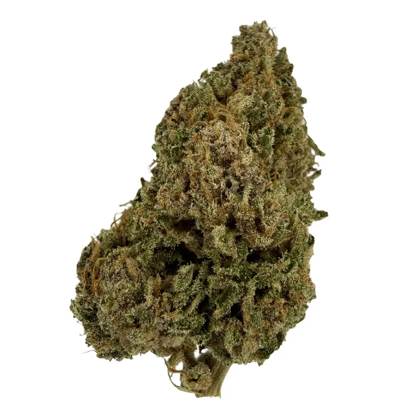 [2371-5257] Fleur Amnesia